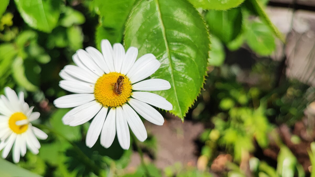 ,,, - Сергей Тимоновский