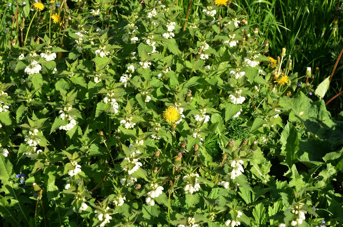 Яснотка белая - Oleg4618 Шутченко