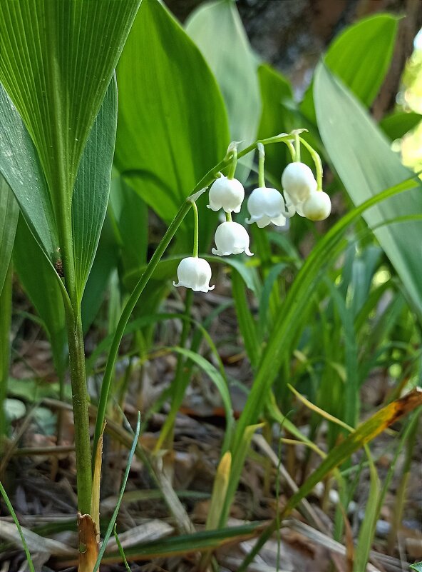 Ландыши - Татьяна Тюменка Ландыши - Татьяна Тюменка