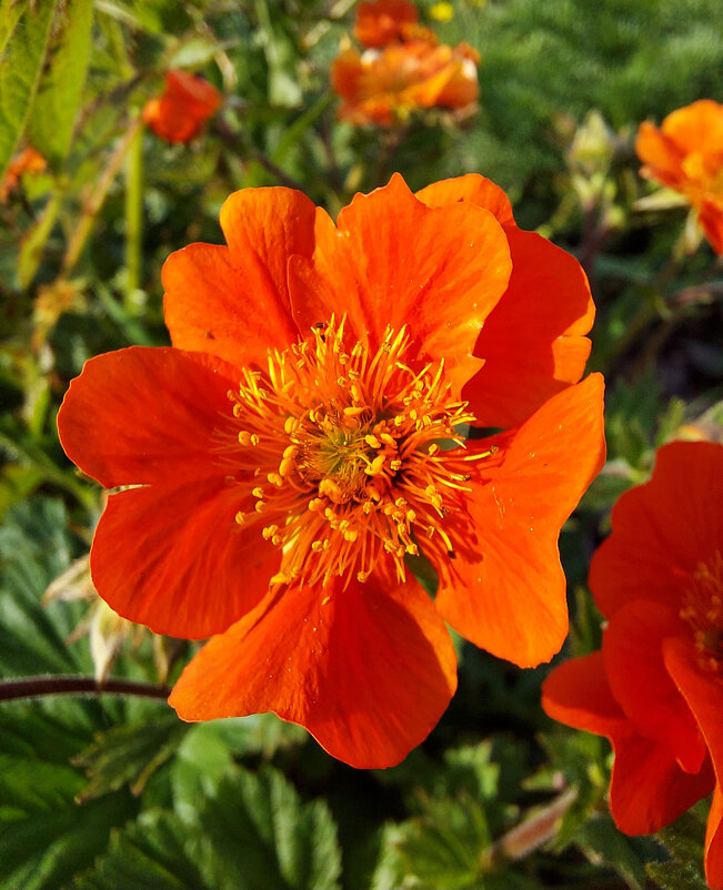 Гравилат - Ирина Румянцева Гравилат - Ирина Румянцева