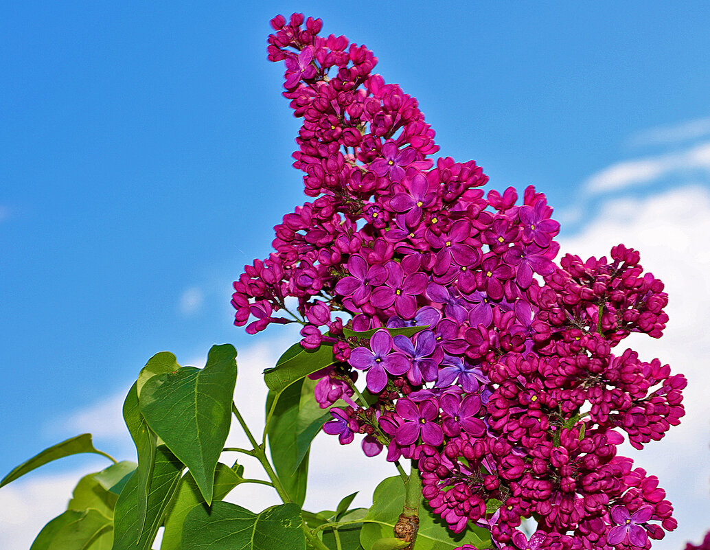 Сиреневый май - Светлана 