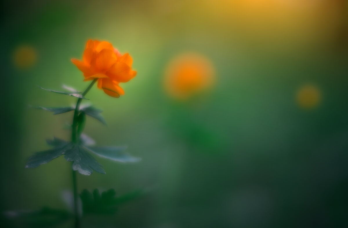 * - Александр Иванов