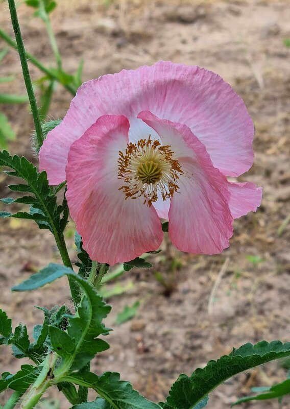 Открытость - Наталья 