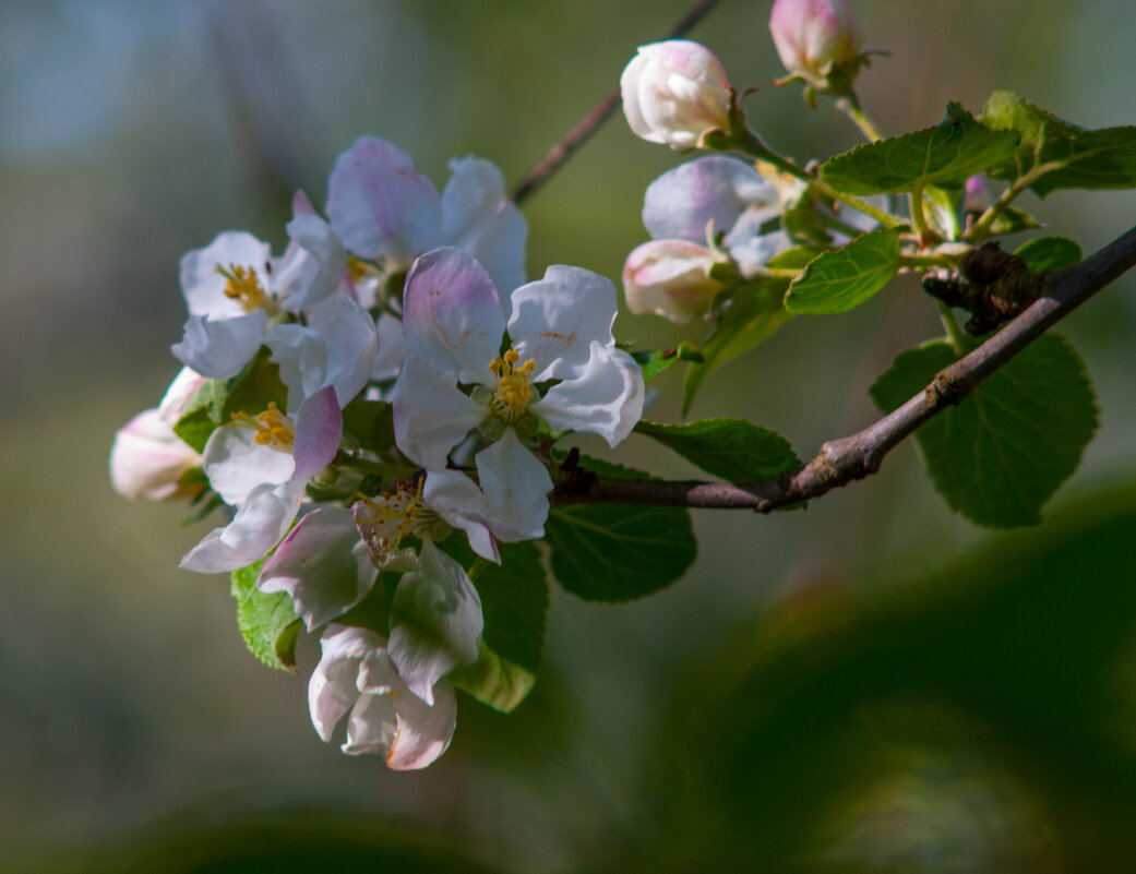 Цветок яблони! - Анатолий Нецепляев Цветок яблони! - Анатолий Нецепляев