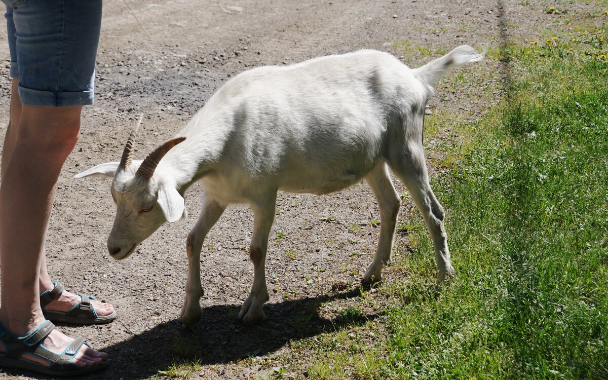 "Хочу такие сандалии!" - Наталия Григорьева