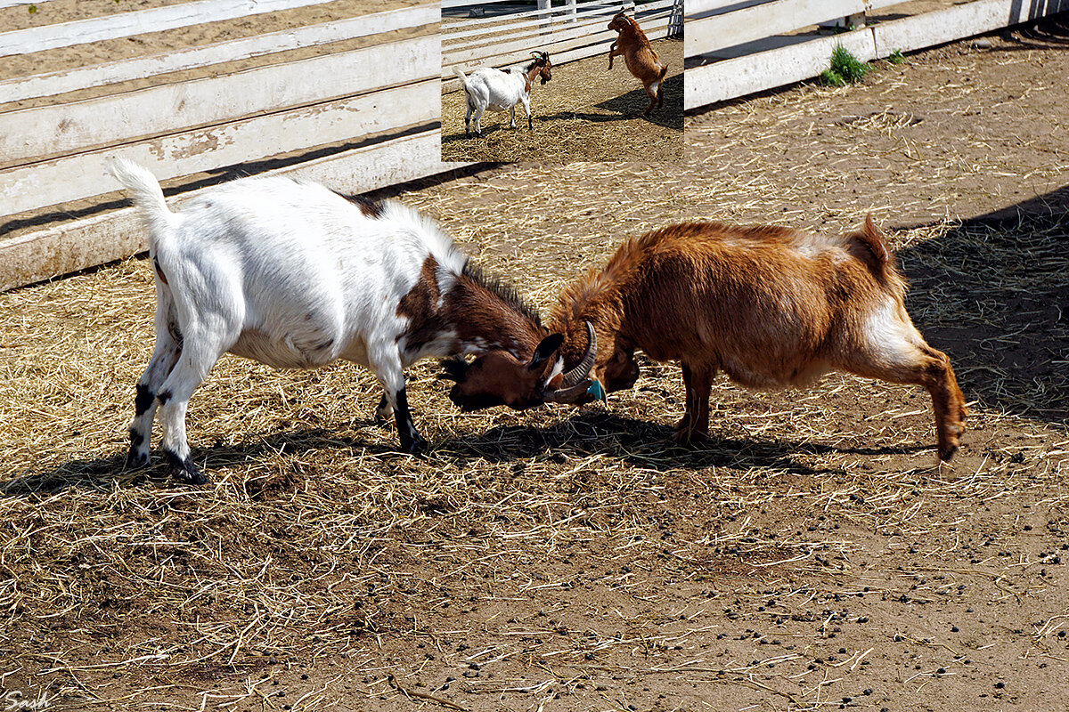 битва коз: замах и удар - Alex Sash битва коз: замах и удар - Alex Sash