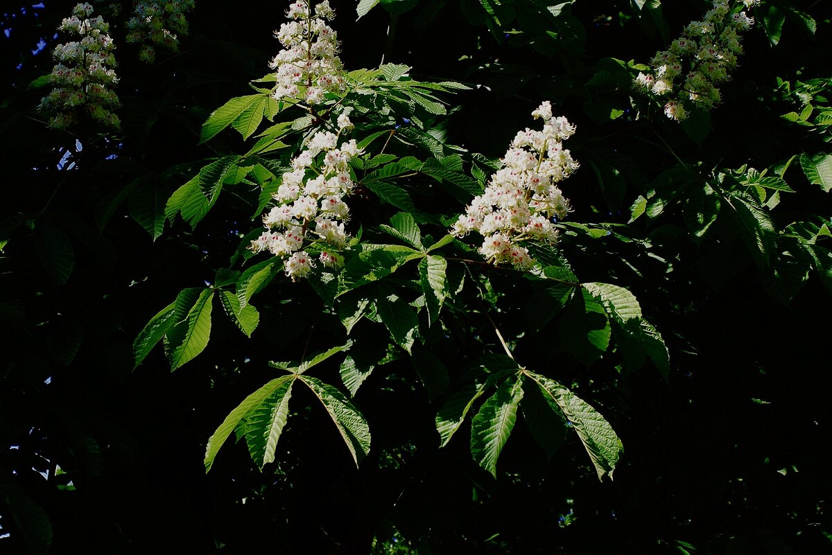 Каштан. Парк "Ангарские пруды" - Леонид leo Каштан. Парк "Ангарские пруды" - Леонид leo