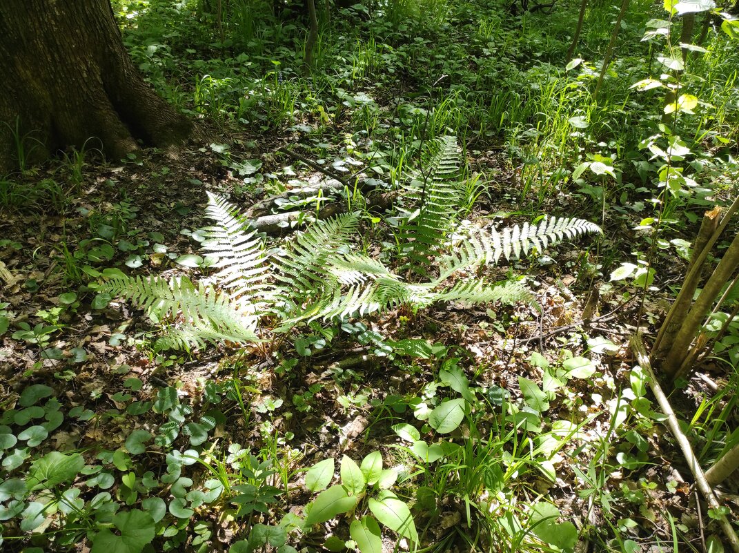 Молодой папоротник - Игорь Ч.