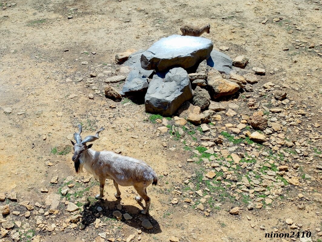 В ростовском зоопарке - Нина Бутко