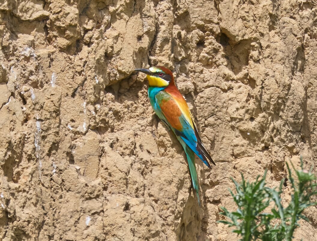 Золотистая щурка - Александр Посошенко