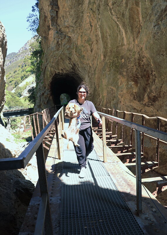 Милый песик. - Оля Богданович