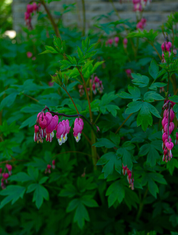 Дицентра великолепная - Светлана Мишенёва Дицентра великолепная - Светлана Мишенёва