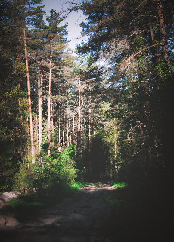 Дорога на Козелкин хутор - Sergei Vikulov Дорога на Козелкин хутор - Sergei Vikulov