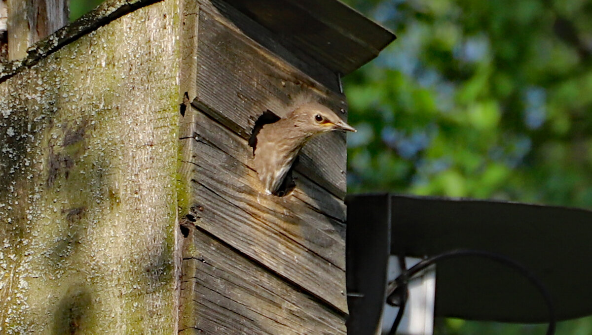 Скворец - краснов юрий 