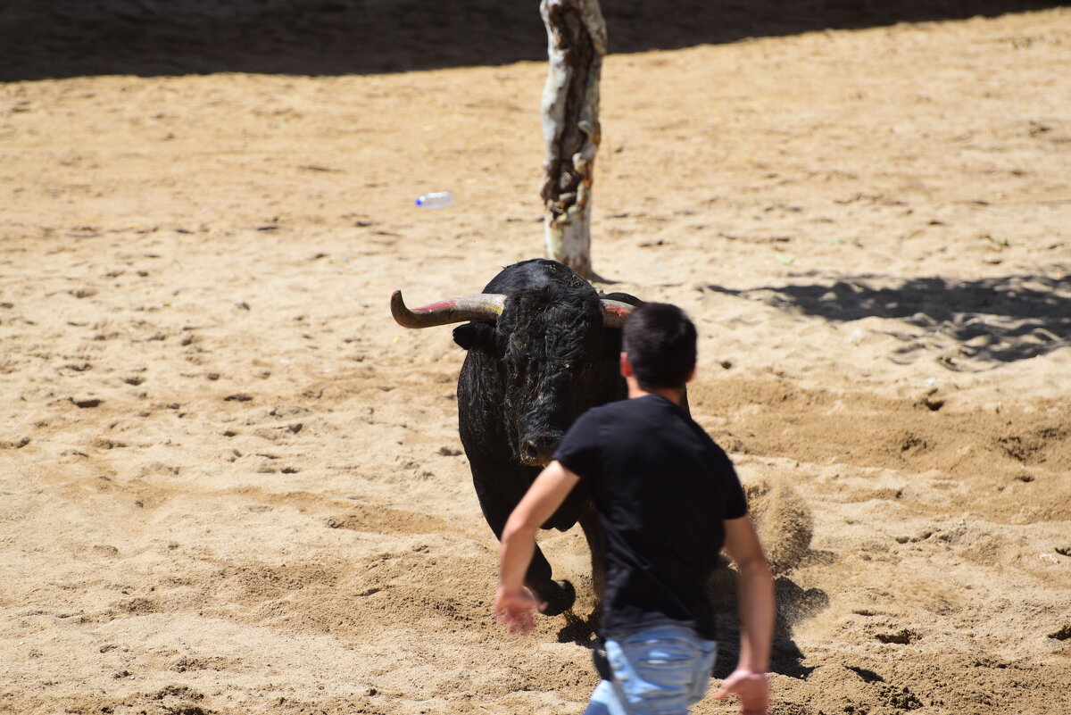Наедине с быком - azambuja 