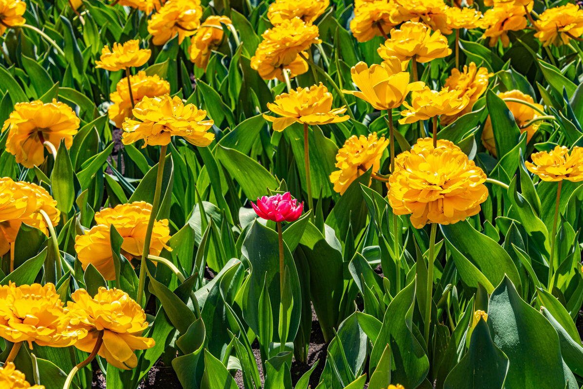 *** - Дмитрий Лупандин