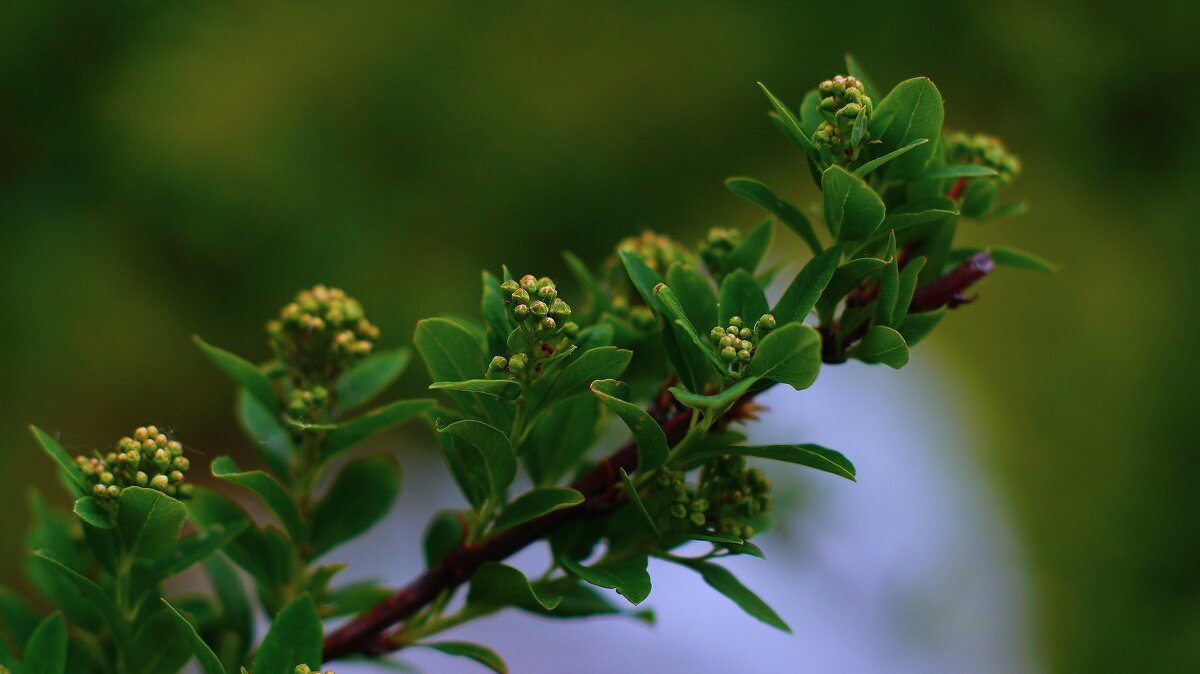 Спирея - Наталья Лакомова