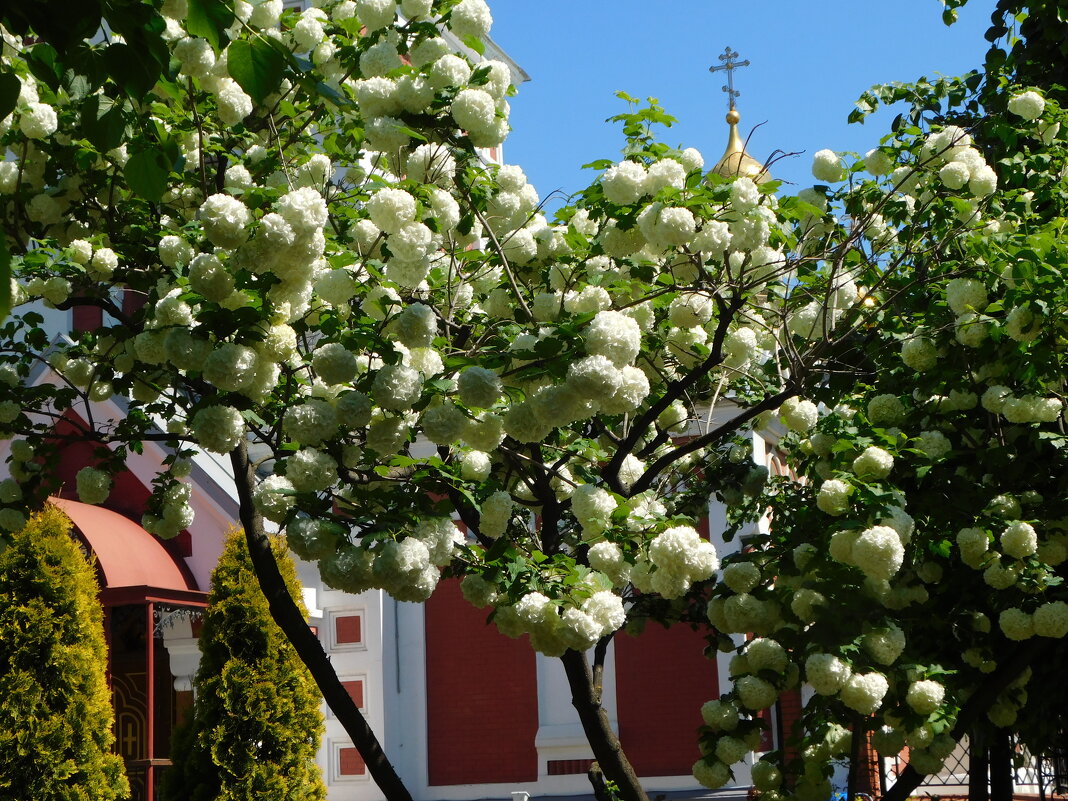 Цветение калины бульденеж - Наиля 