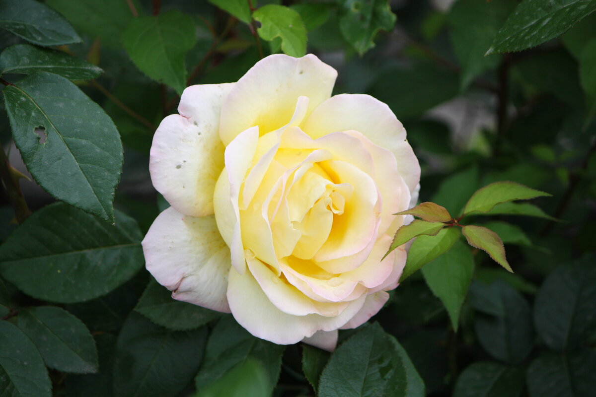 ... - Константин Штарк