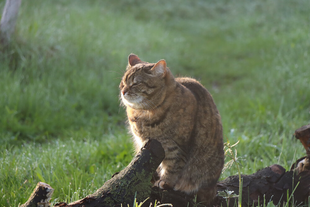 Холодное утро... - Галина Ильясова Холодное утро... - Галина Ильясова