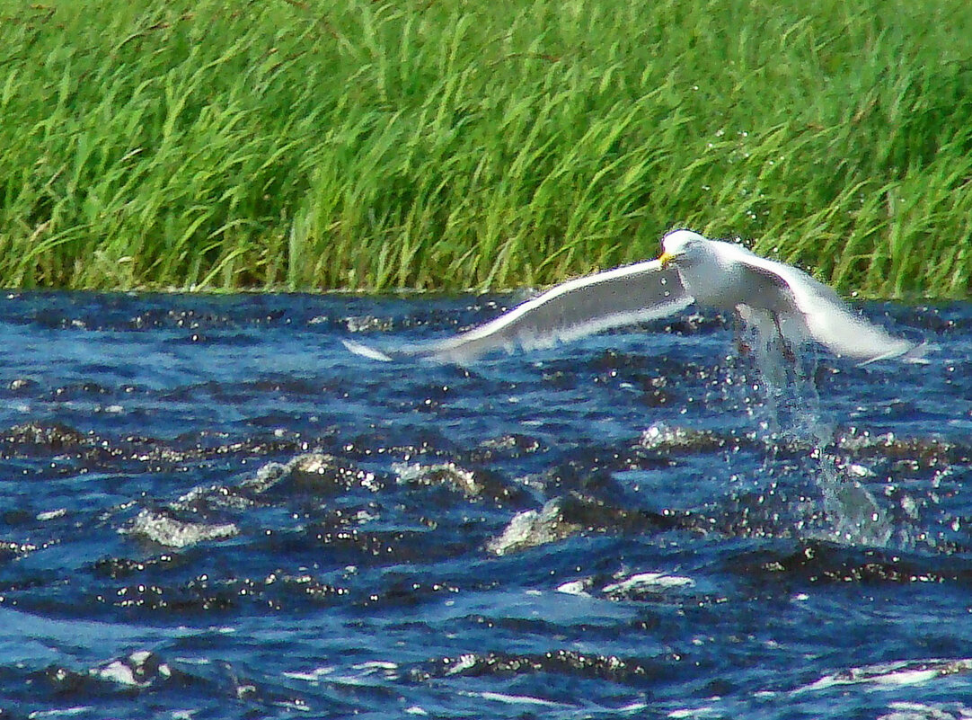 серебристая чайка - gawrilа - dan