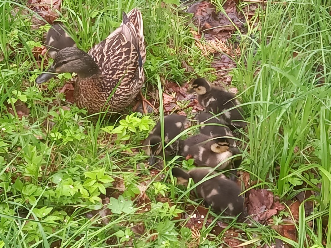 Утята - Сапсан 