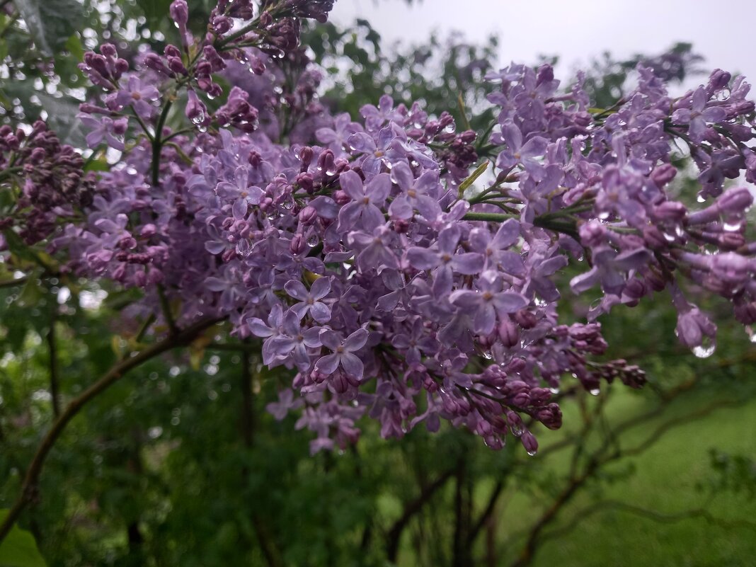 Сирень - Сапсан 