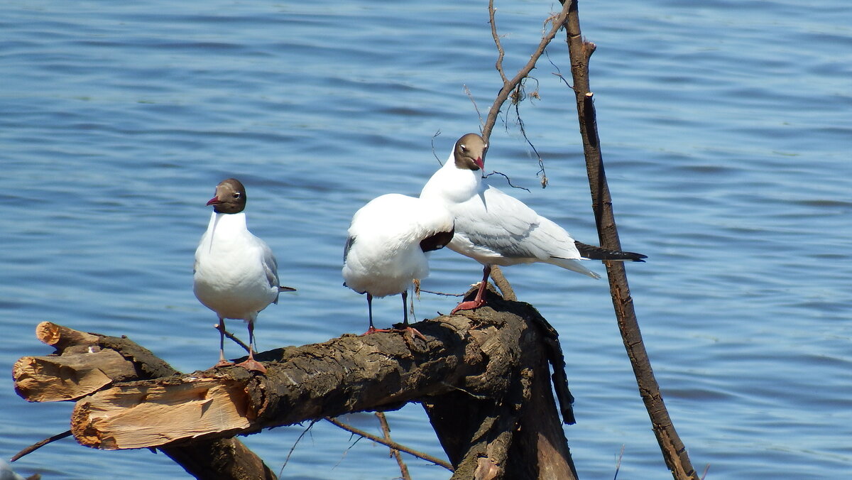 Чайки - Вик Токарев