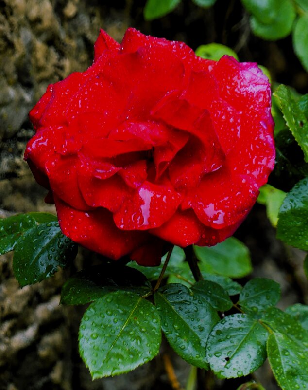 У природы нет плохой погоды... - Владимир Манкер