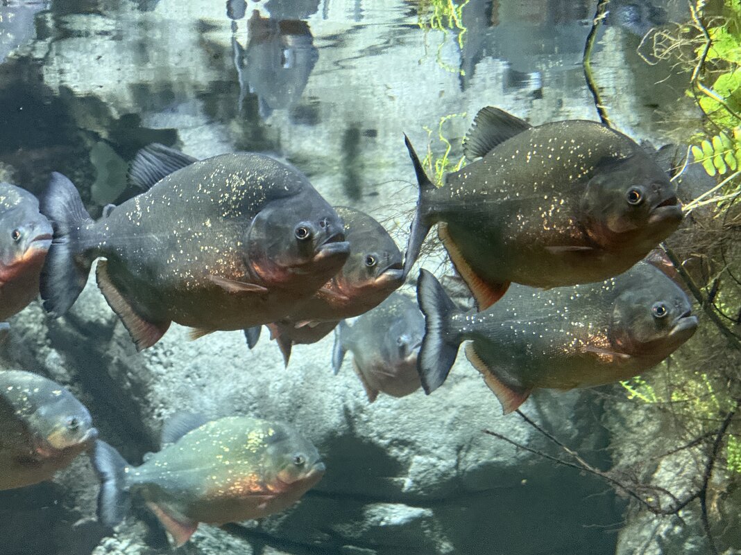 Пираньи - <<< Наташа >>>