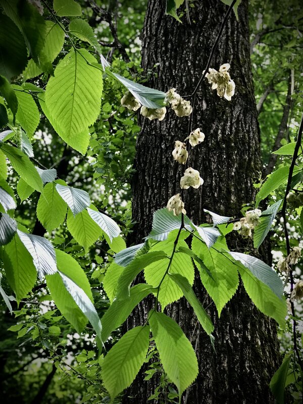 Вяз. - Любовь 