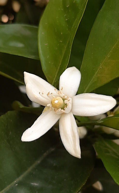 ЦВЕТЕНИЕ АПЕЛЬСИНА - Tata Wolf