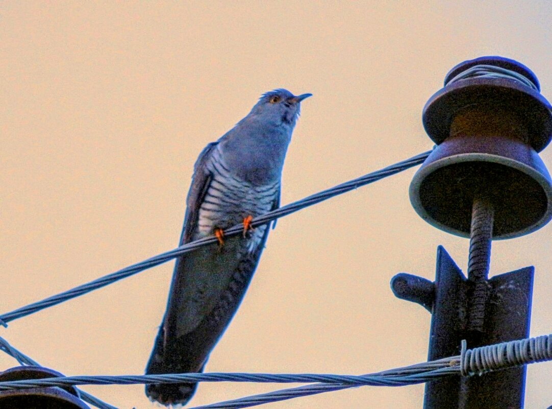 Спой, светик, не стыдись! :) - Елена Хайдукова ( Elena Fly ) Спой, светик, не стыдись! :) - Елена Хайдукова ( Elena Fly )