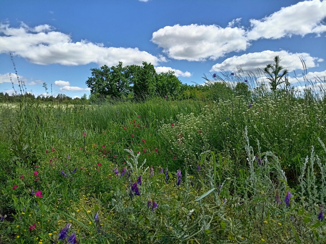 Луговые цветы - Надежда Луговые цветы - Надежда