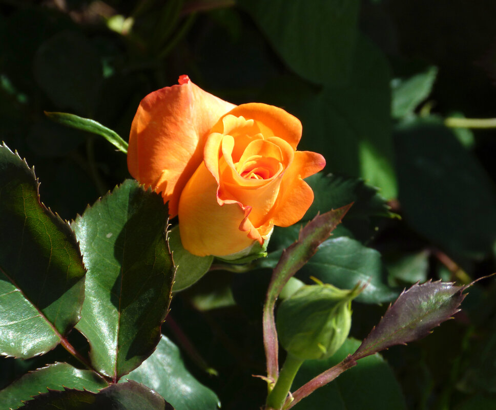 Оранжевая  роза Флорибунда - Валентин Семчишин