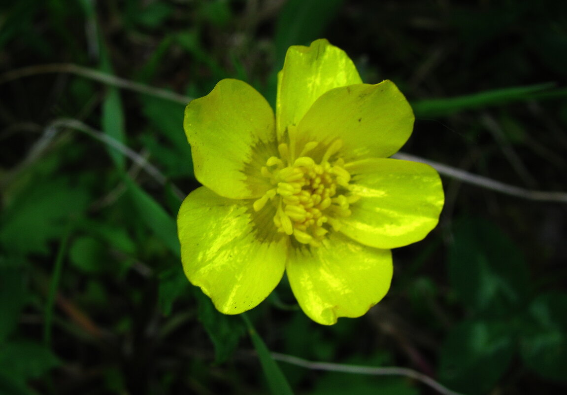 Солнечный красавчик - Людмила Смородинская Солнечный красавчик - Людмила Смородинская