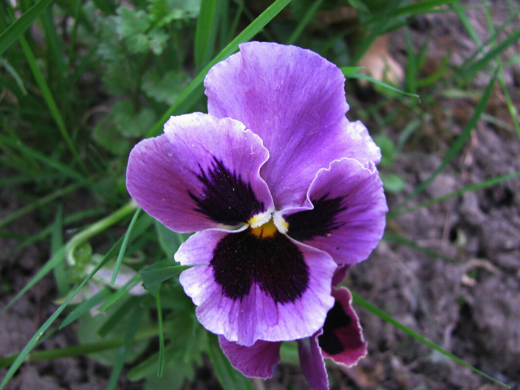 Красотка - Людмила Смородинская Красотка - Людмила Смородинская