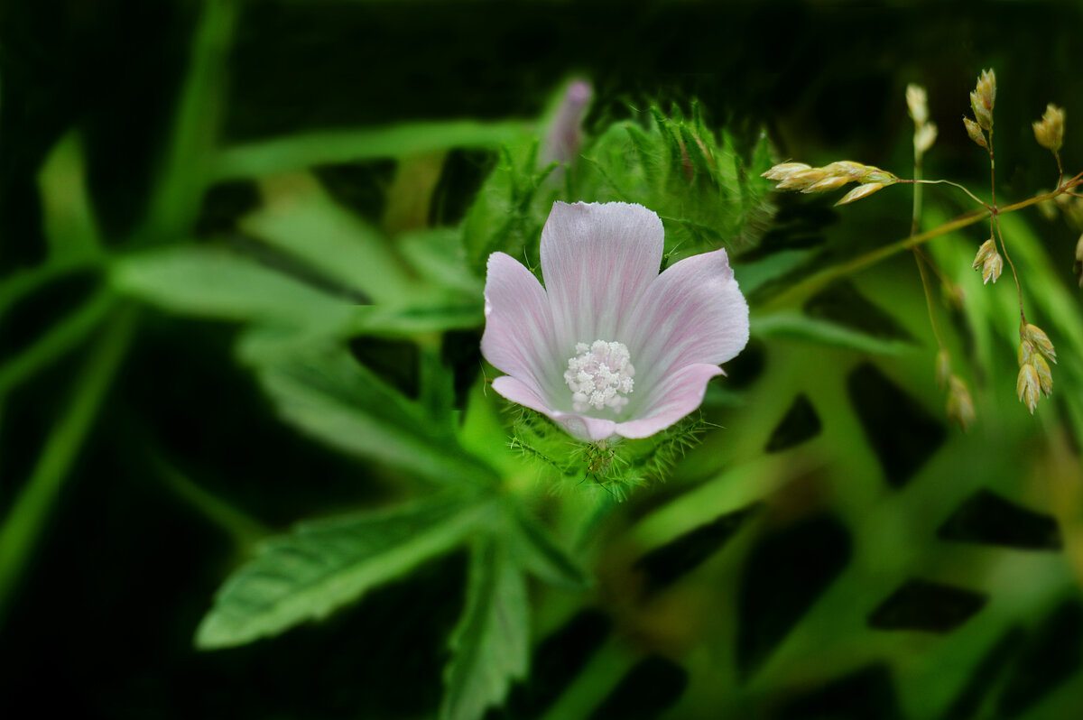 Мальва мускусная просвирник - Надежда Куркина 