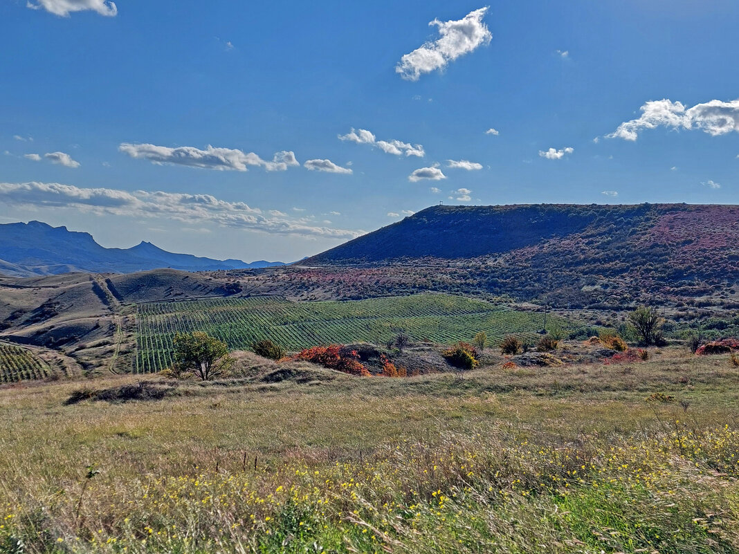 Виноградники Коктебеля - ИРЭН@ .