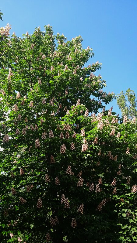 цветёт каштан - Елена Шаламова