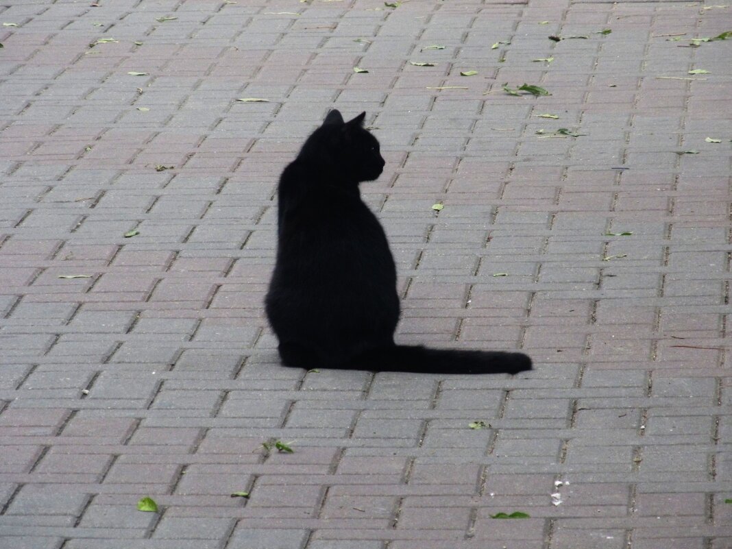 вариации на тему - Елена Шаламова вариации на тему - Елена Шаламова