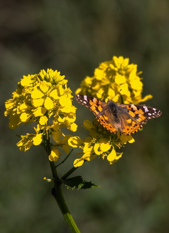 Бабочка крапивница - Игорь Сикорский
