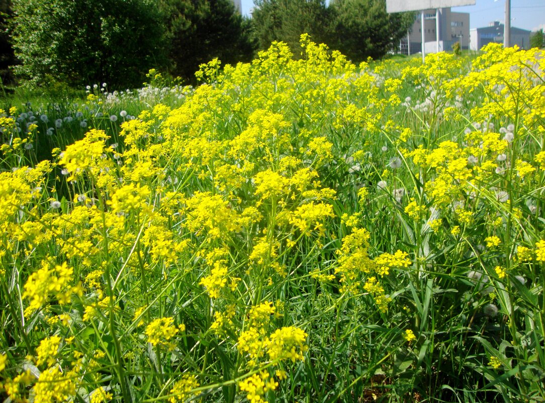 люблю сурепки аромат... - Галина Флора люблю сурепки аромат... - Галина Флора