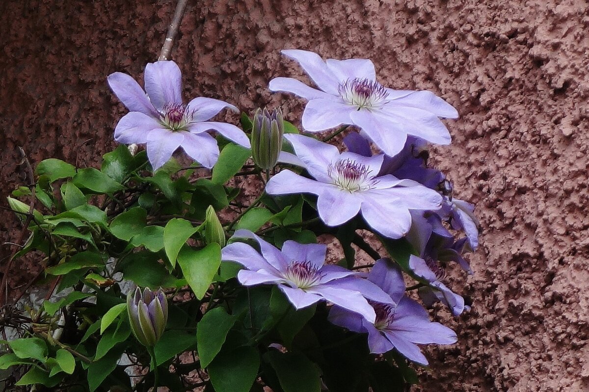 Клематис - Рита Симонова Клематис - Рита Симонова