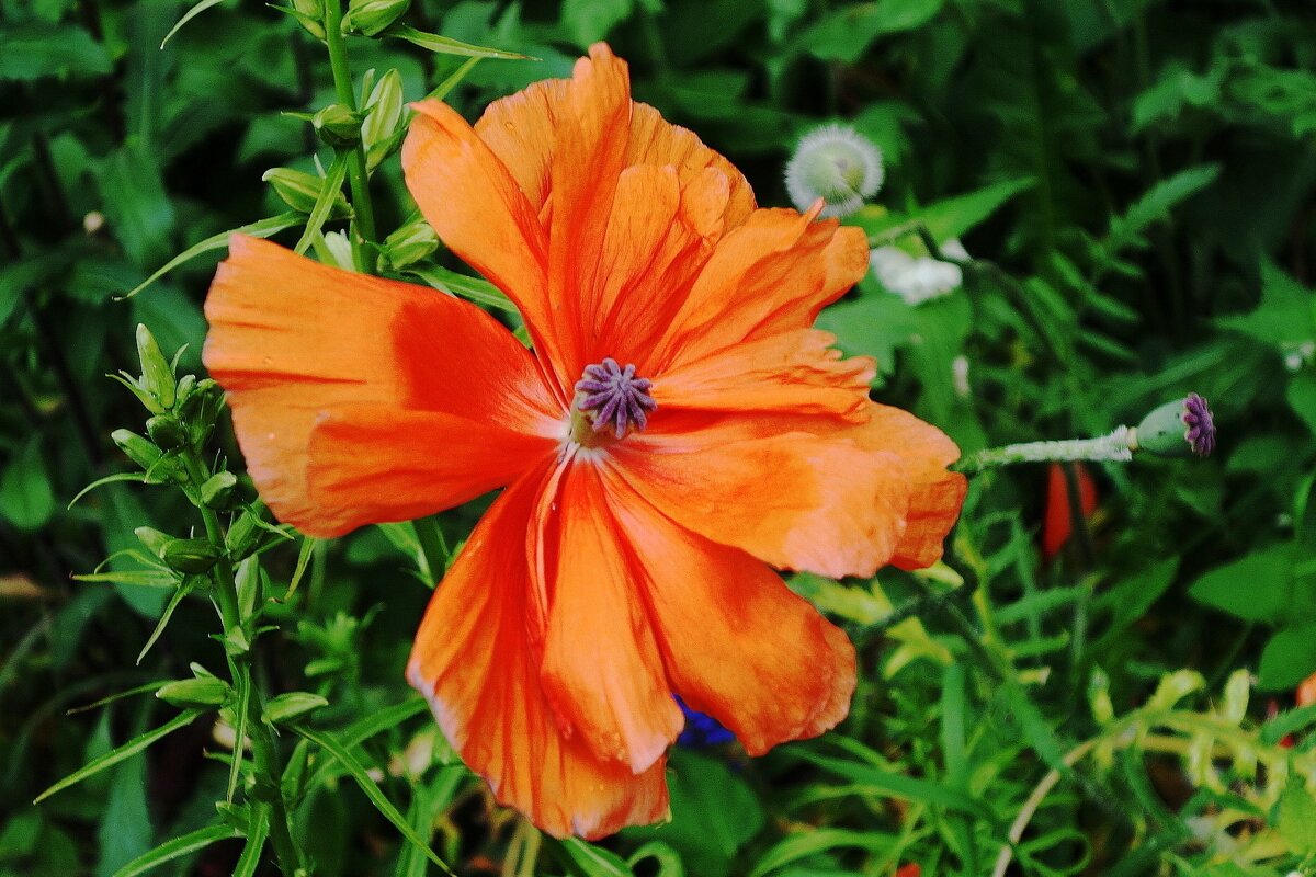 Мак - Рита Симонова