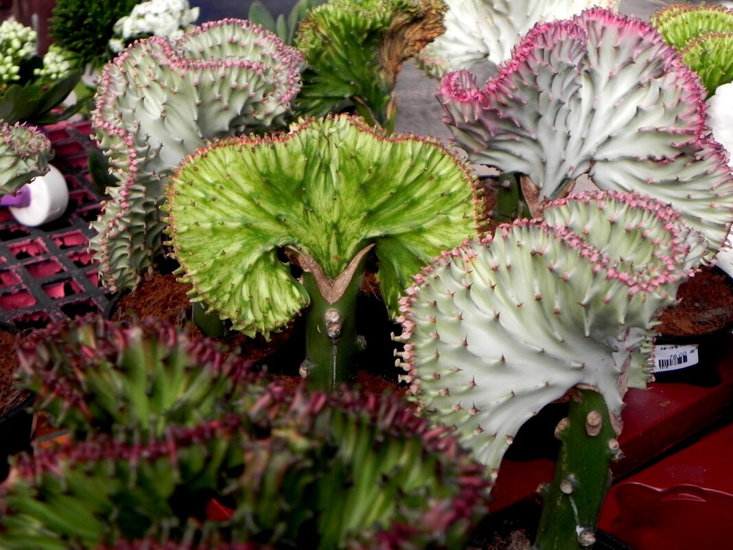 Эуфобия Лактея Кристата - Светлана Хращевская