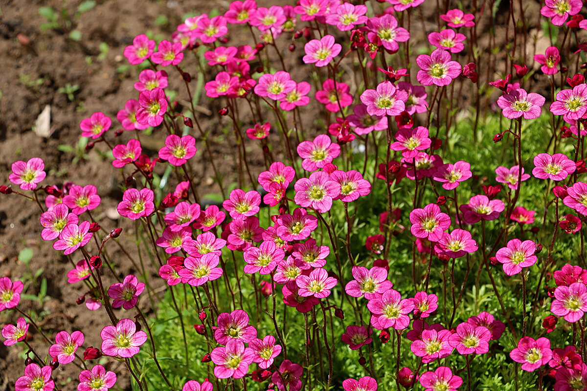 Розовый коврик - Светлана Розовый коврик - Светлана