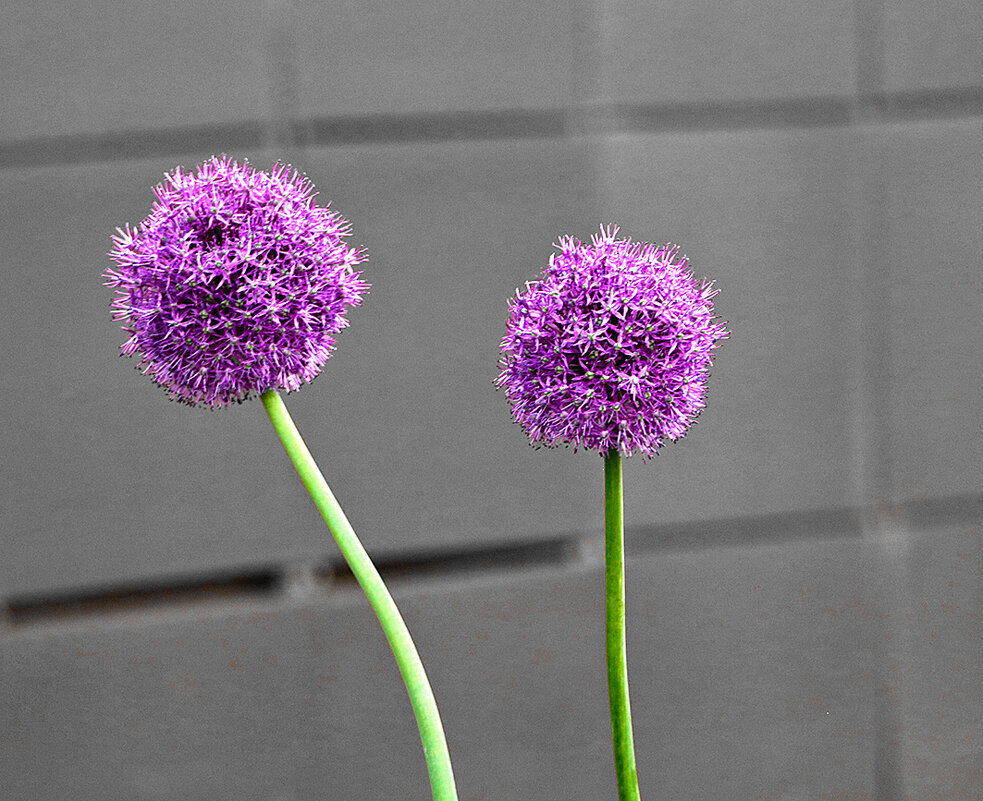 Уже и лук зацвёл - Светлана 