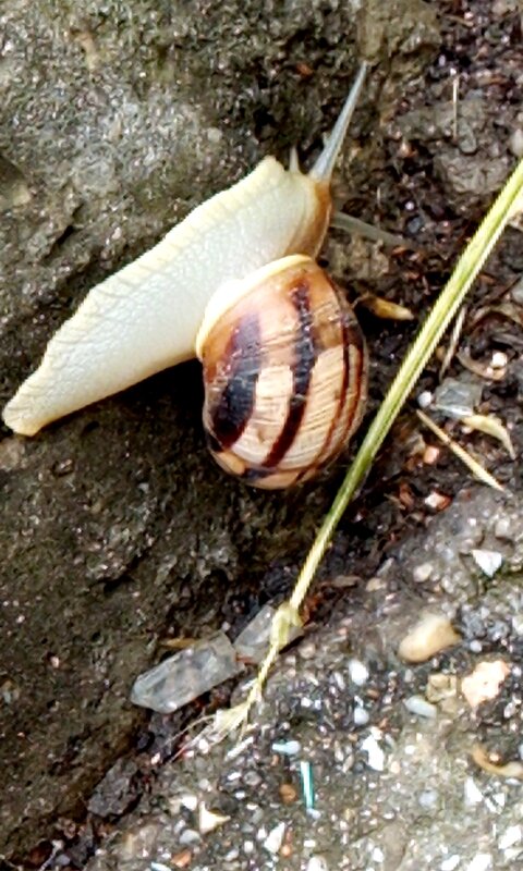 Улитка - Giant Tao / Улитка - Giant Tao /