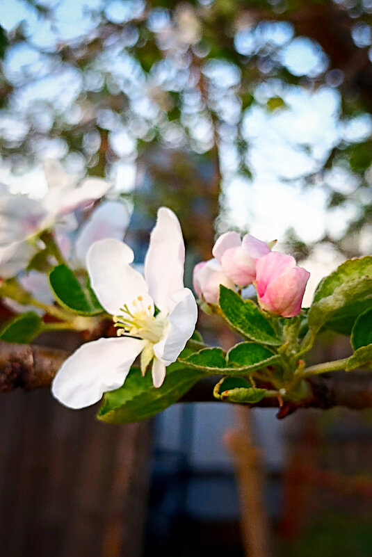 Мои любимые яблоньки цветут! - Светлана Кузнецова